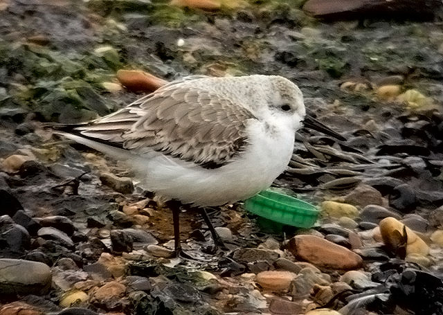Sanderling