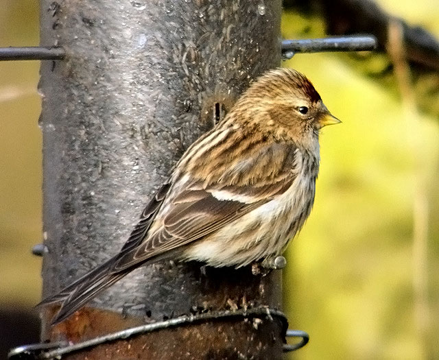 Lesser Redpoll