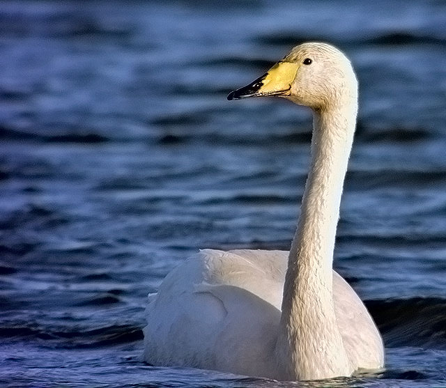 Whooper Swan