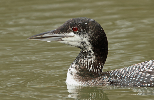 Great Northern Diver