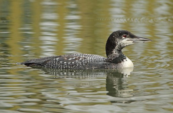 Great Northern Diver
