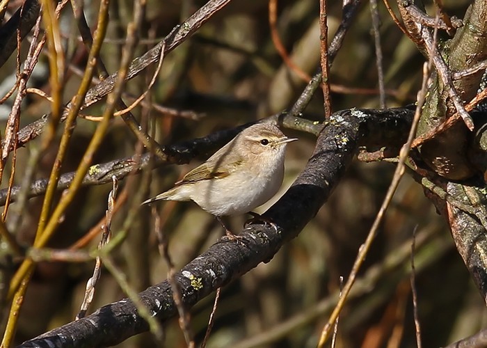 Siberian Chiffchaff