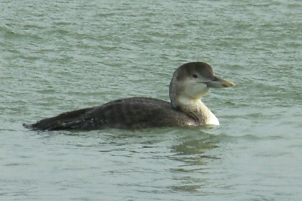 White-billed Diver