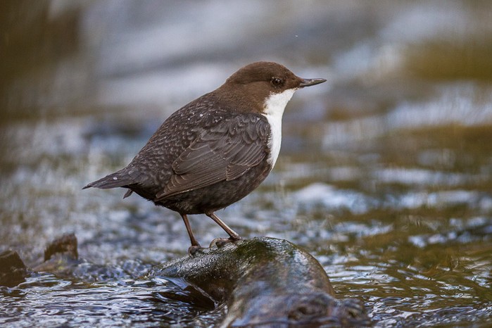 Black-bellied Dipper