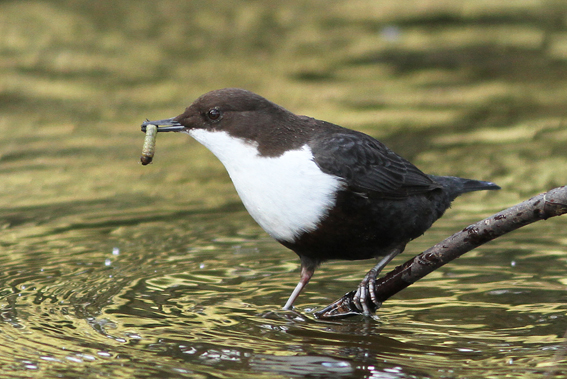 Black-bellied Dipper