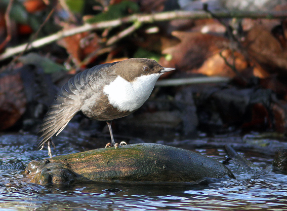 Black-bellied Dipper