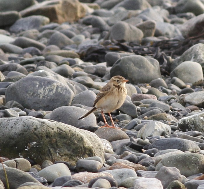 Richard's Pipit