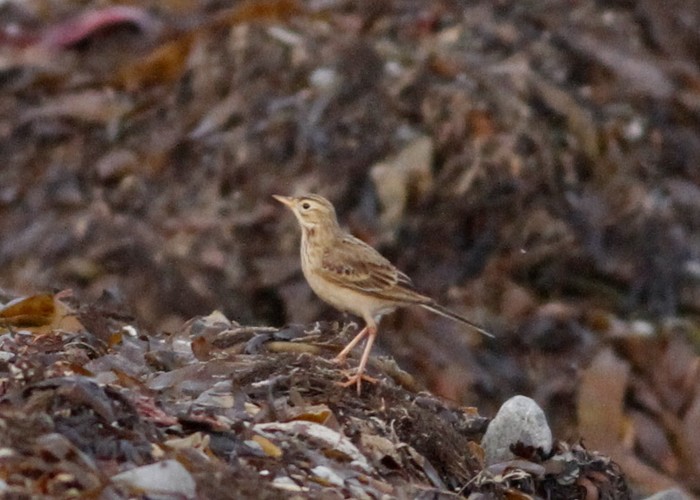 Richard's Pipit