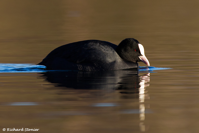 Coot