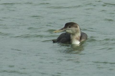 White-billed Diver