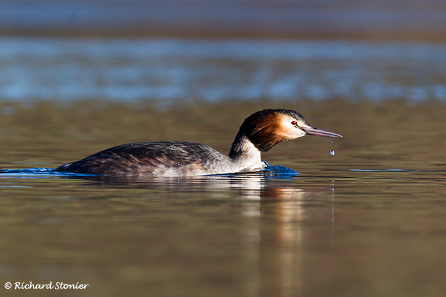 Great Crested Grebe