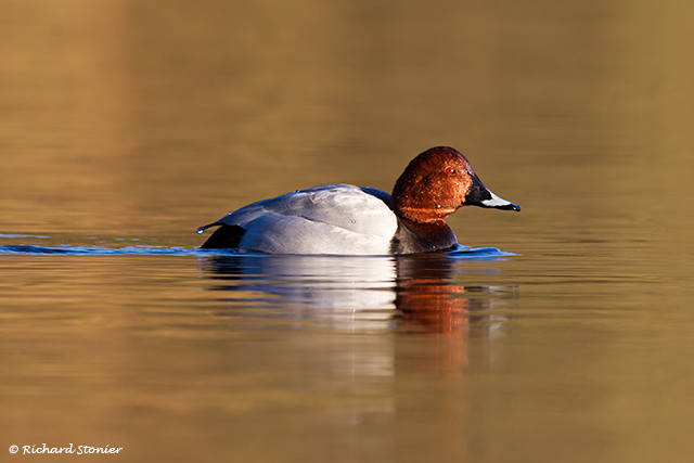 Pochard