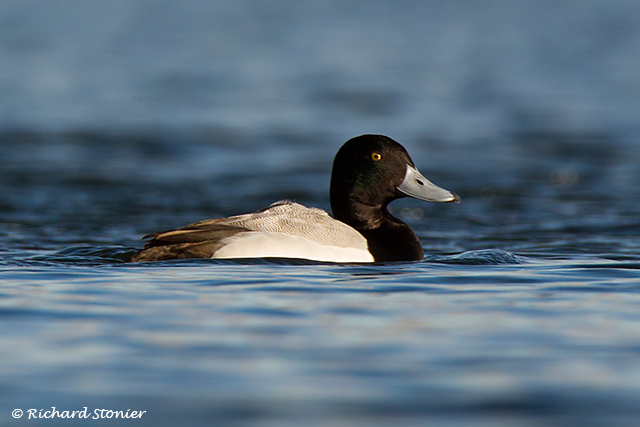 Scaup