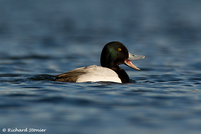 Scaup