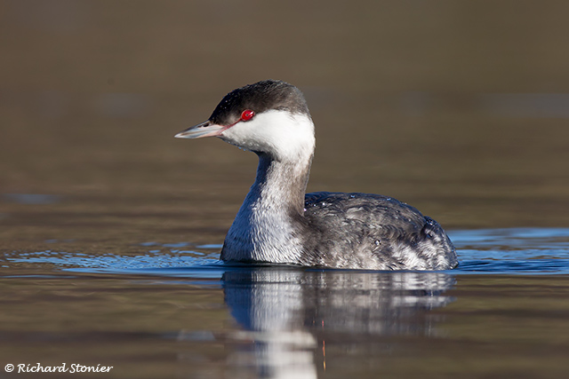 Slavonian Grebe
