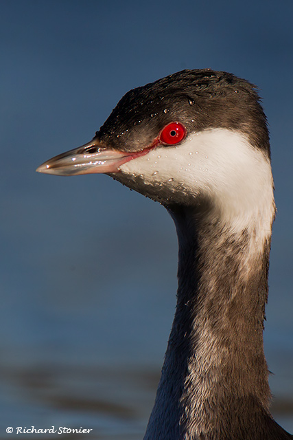 Slavonian Grebe