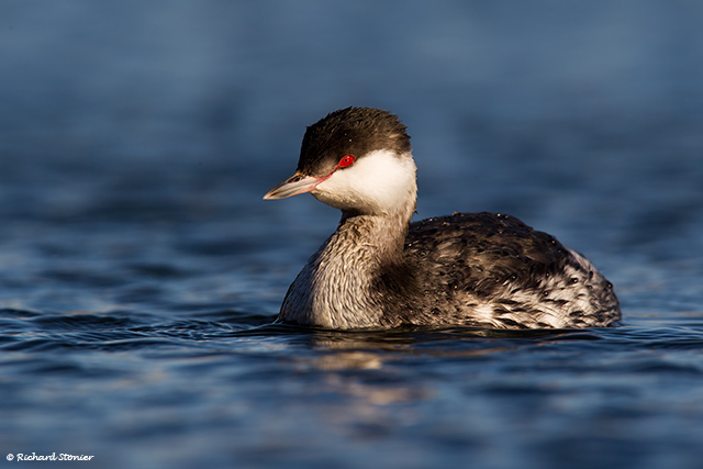 Slavonian Grebe