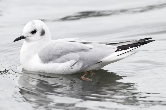 Bonaparte's Gull