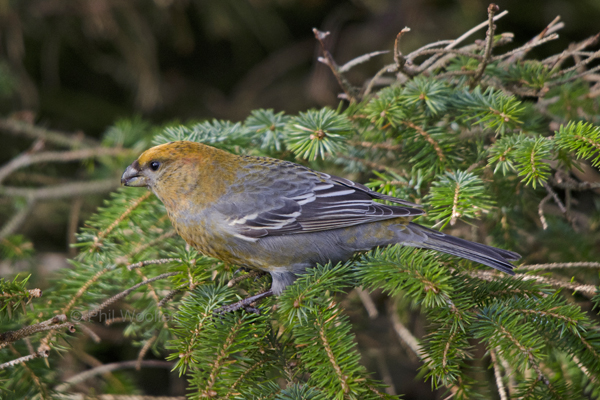 Pine Grosbeak