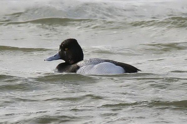 Lesser Scaup