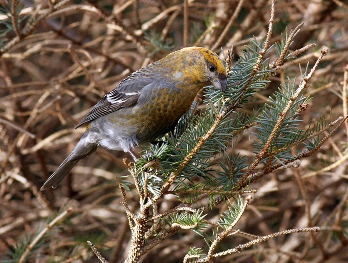Pine Grosbeak