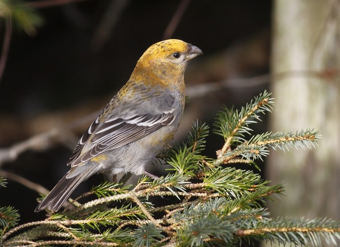 Pine Grosbeak