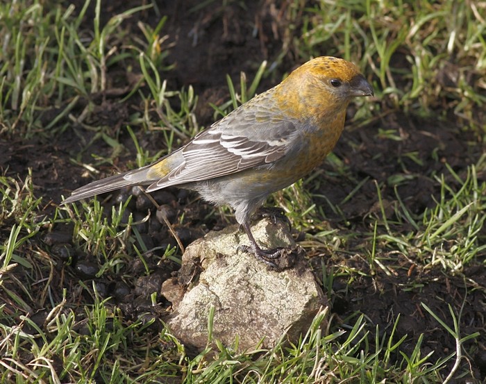 Pine Grosbeak
