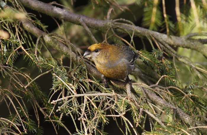 Pine Grosbeak