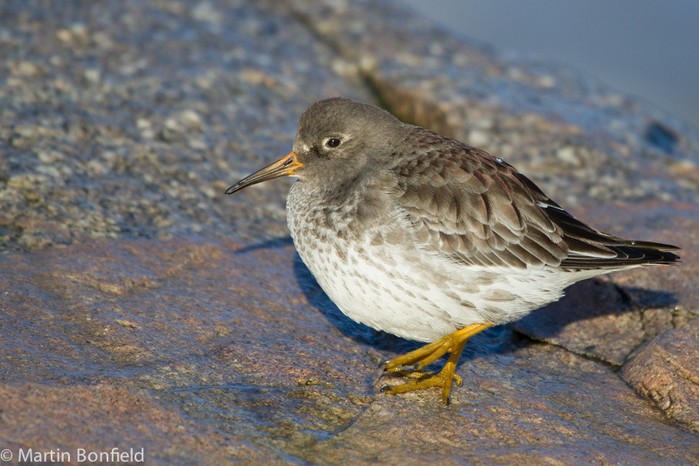 Purple Sandpiper
