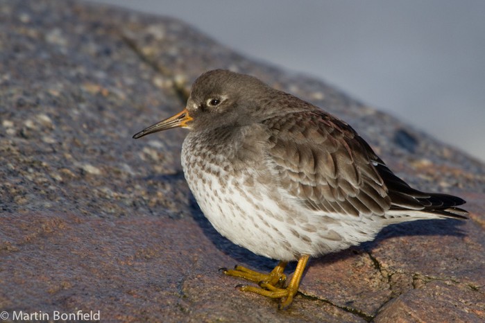 Purple Sandpiper