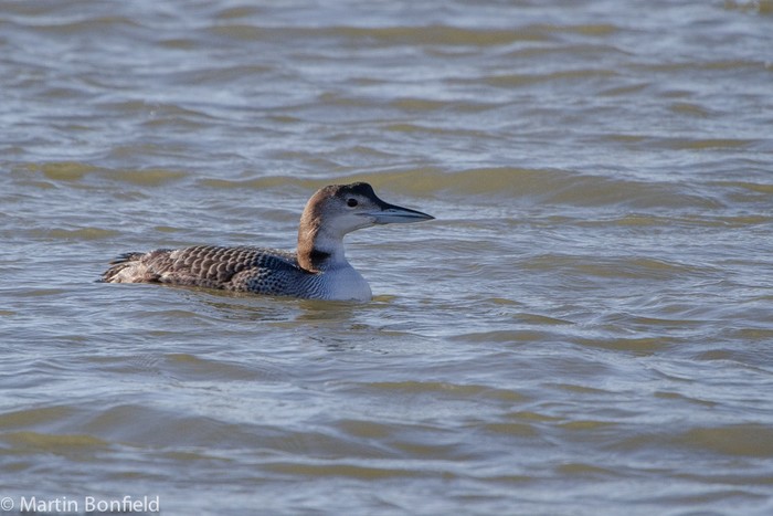 Great Northern Diver