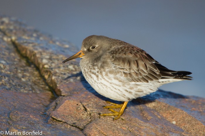 Purple Sandpiper