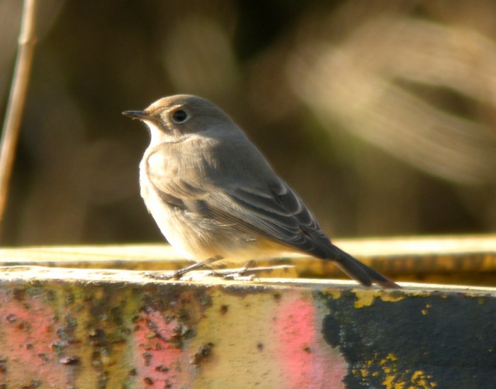 Black Redstart