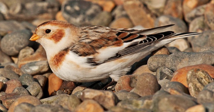 Snow Bunting