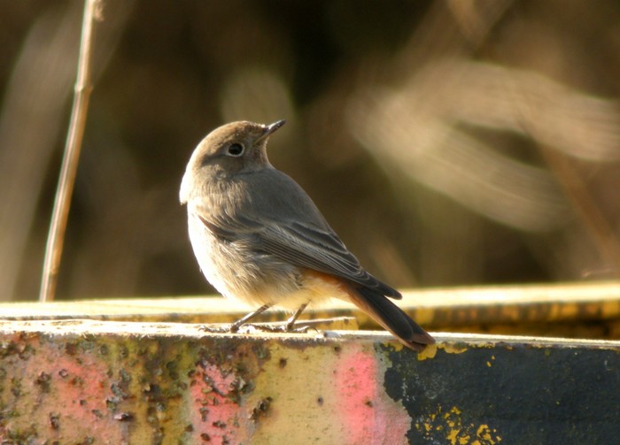 Black Redstart