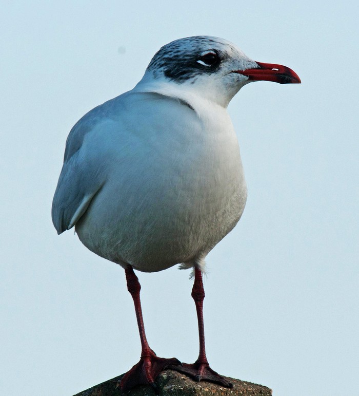 Mediterranean Gull