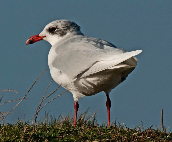Mediterranean Gull