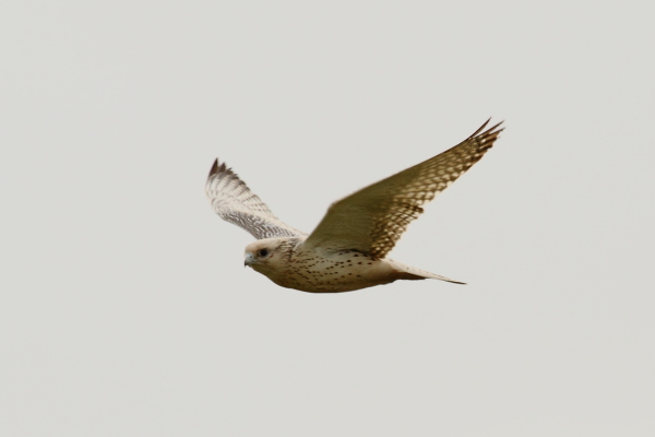Gyr