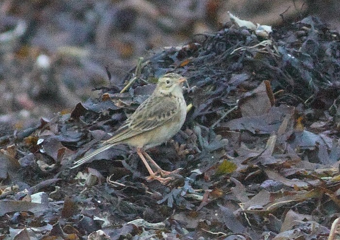 Richard's Pipit