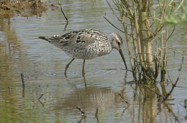Stilt Sandpiper