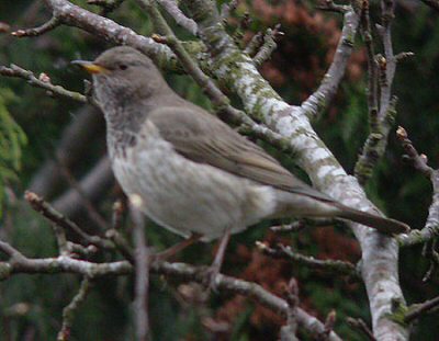 Black-throated Thrush