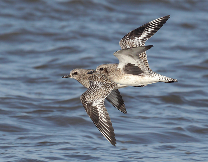 Grey Plover