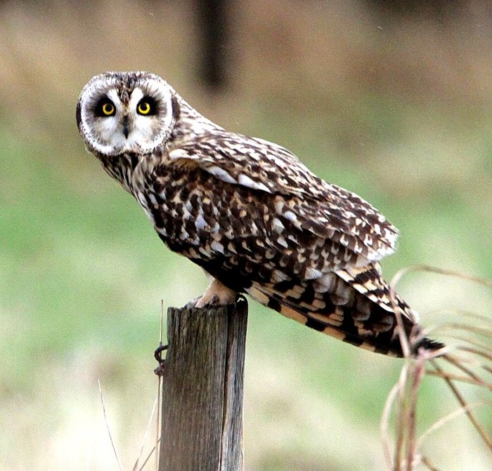 Short-eared Owl