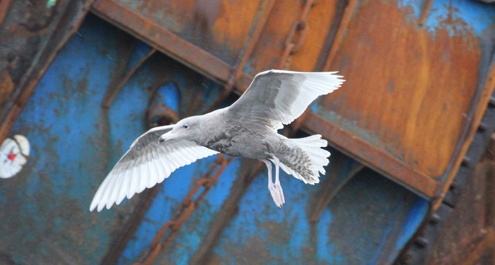 Glaucous Gull