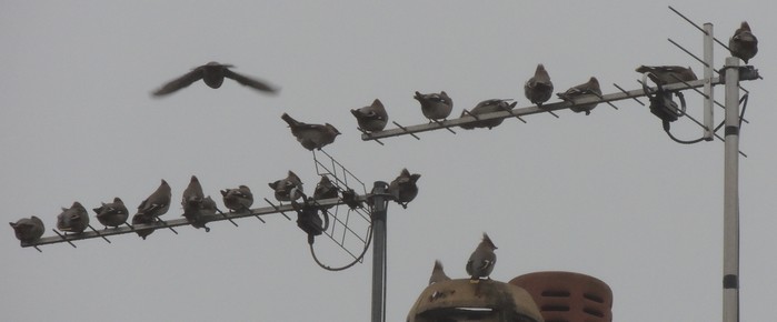 Waxwing