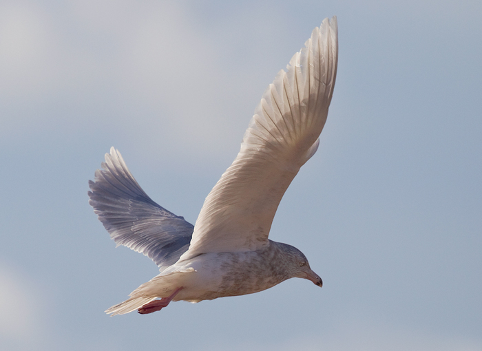 Glaucous Gull