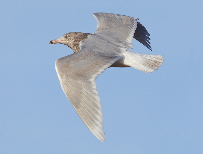 Glaucous Gull