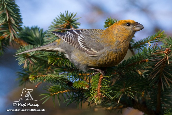 Pine Grosbeak