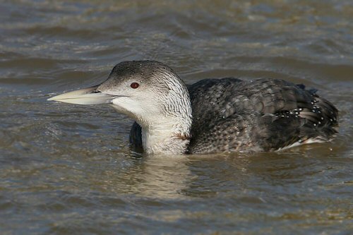White-billed Diver