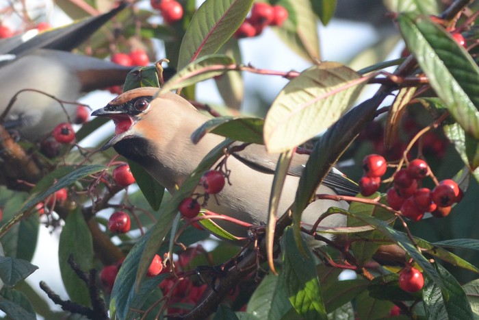 Waxwing